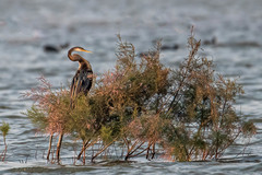 Anhinga melanogaster