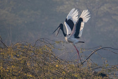 Ephippiorhynchus asiaticus