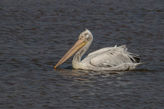 Pelecanus crispus