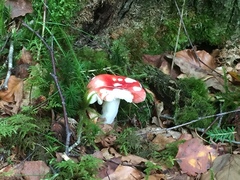 Russula persanguinea