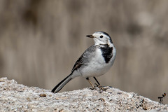 Motacilla alba