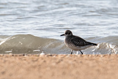 Pluvialis squatarola