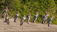 Mycteria leucocephala