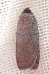 Protolampra rufipectus
