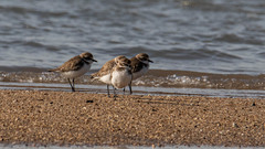 Charadrius alexandrinus