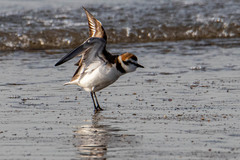 Charadrius alexandrinus