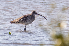 Numenius arquata