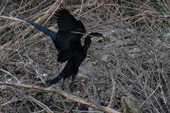 Anhinga melanogaster