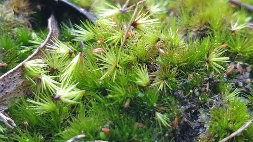 Campylopus clavatus