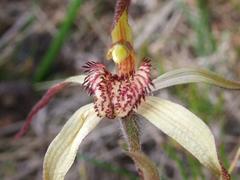 Caladenia orientalis
