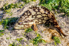 Epinephelidae