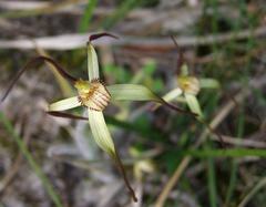 Caladenia orientalis
