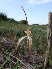 Caladenia orientalis