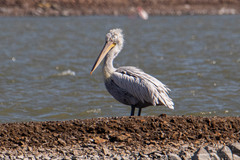 Pelecanus crispus