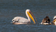 Pelecanus onocrotalus