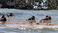Haematopus ostralegus