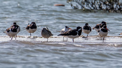 Thalasseus bengalensis