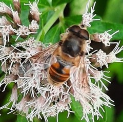 Eristalis tenax