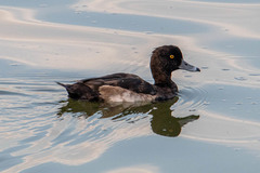 Aythya fuligula