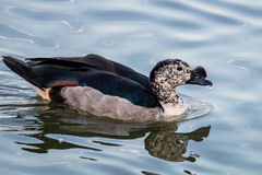 Sarkidiornis melanotos