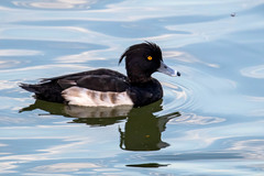 Aythya fuligula