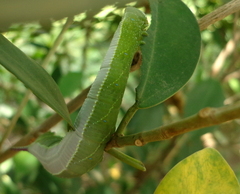 Pseudoclanis postica