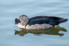 Sarkidiornis melanotos