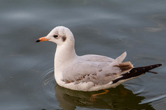 Chroicocephalus brunnicephalus