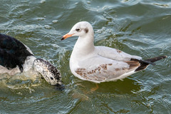 Chroicocephalus brunnicephalus