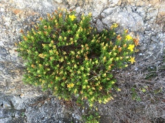 Hypericum balearicum
