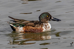 Spatula clypeata