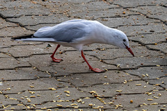 Chroicocephalus genei