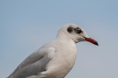 Chroicocephalus brunnicephalus