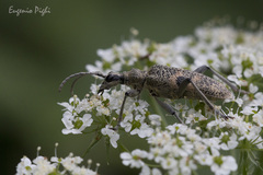 Rhagium mordax
