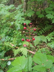 Actaea × ludovicii