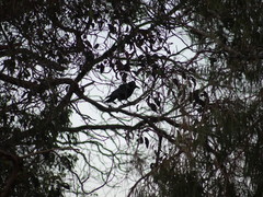 Corvus coronoides perplexus