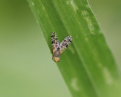 Tephritis praecox