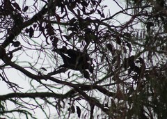 Corvus coronoides perplexus