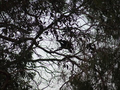 Corvus coronoides perplexus