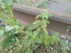 Mentha longifolia asiatica