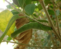 Pseudoclanis postica