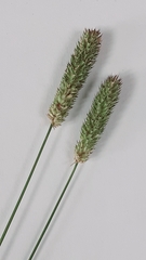 Phleum bertolonii