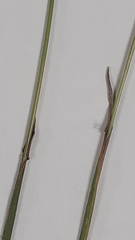 Phleum bertolonii