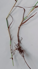 Phleum bertolonii