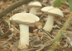 Tylopilus rhoadsiae