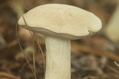 Tylopilus rhoadsiae