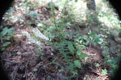 Vicia pulchella