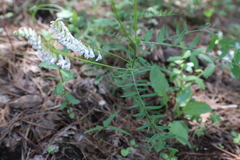 Vicia pulchella