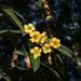 Pittosporum bicolor - Photo 由 Reiner Richter 所上傳的 (c) Reiner Richter，保留部份權利CC BY-NC-SA