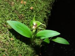Chiloglottis jeanesii